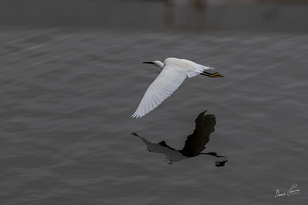 Aigrette garzette en vol et son reflet dans l'eau